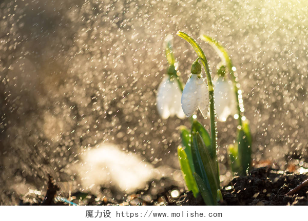 春天绽放的花朵雪花莲的第一个春天的花朵.